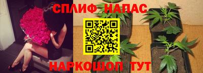 шишки Кингисепп